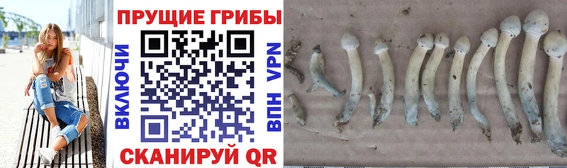 где можно купить наркотик  Полтавская  Галлюциногенные грибы Psilocybine cubensis 